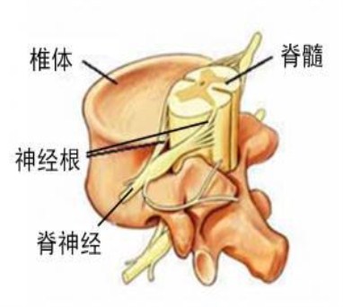 成都中医理疗,颈椎病分型