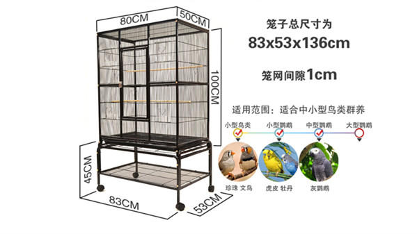 成都高档养老院一暄康养教您群养虎皮鹦鹉（一）2